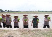 Polres Sukoharjo Dan Pemda Olah 20 Hektar Sawah Untuk Perkuat