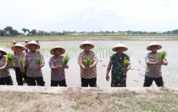 Polres Sukoharjo Dan Pemda Olah 20 Hektar Sawah Untuk Perkuat