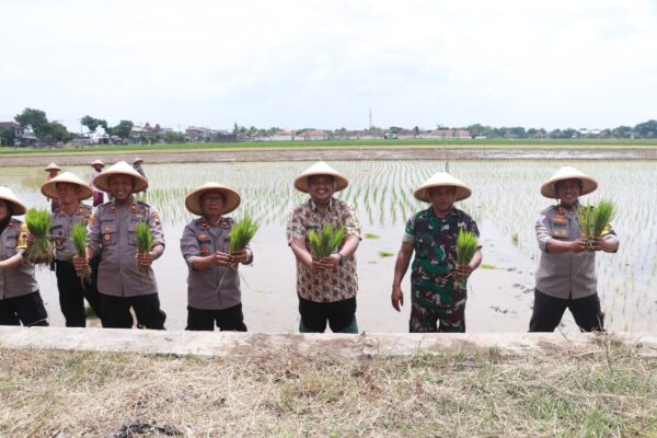 Polres Sukoharjo Dan Pemda Olah 20 Hektar Sawah Untuk Perkuat