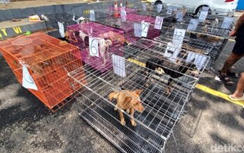 Puluhan Anjing Diamankan Di Banyumas, Diduga Akan Diselundupkan Ke Cilacap