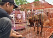 Puluhan Anjing Dari Garut Dikirim Ke Solo, Transit Sementara Di