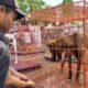 Puluhan Anjing Dari Garut Dikirim Ke Solo, Transit Sementara Di