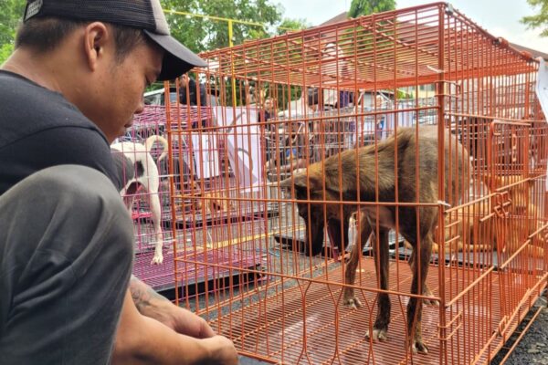 Puluhan Anjing Dari Garut Dikirim Ke Solo, Transit Sementara Di