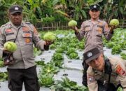 Rekrutmen Bintara Kompetensi Khusus Smk Pertanian Dimulai