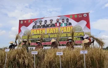 Sinergi Polres Banjarnegara Dan Petani Dalam Panen Raya Padi