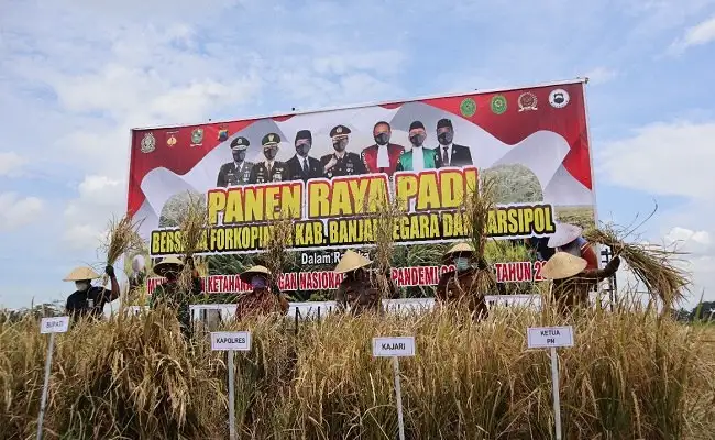 Sinergi Polres Banjarnegara Dan Petani Dalam Panen Raya Padi