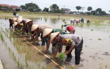 Sinergi Polres Sukoharjo Dan Pemda: 20 Hektar Sawah Disiapkan Untuk