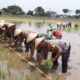 Sinergi Polres Sukoharjo Dan Pemda: 20 Hektar Sawah Disiapkan Untuk