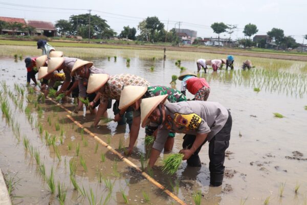 Sinergi Polres Sukoharjo Dan Pemda: 20 Hektar Sawah Disiapkan Untuk