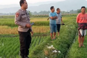 Penemuan Mayat di Persawahan Wedi, Tangan Korban Memegang Senter Menyala