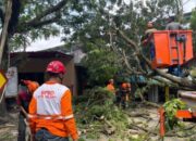 Tumbang! Pohon Trembesi 12 Meter Di Kota Malang Hancurkan Warung