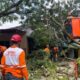 Tumbang! Pohon Trembesi 12 Meter Di Kota Malang Hancurkan Warung