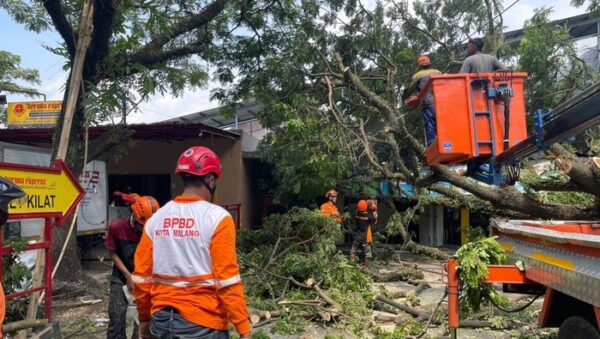 Tumbang! Pohon Trembesi 12 Meter Di Kota Malang Hancurkan Warung