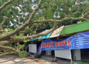 Usai Dipotong, Pohon Besar Di Stasiun Malang Tumbang Dan Hancurkan