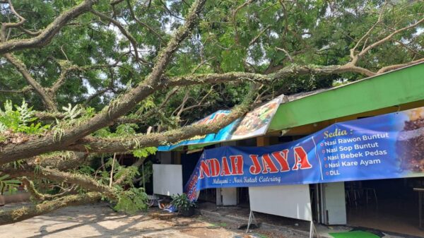 Usai Dipotong, Pohon Besar Di Stasiun Malang Tumbang Dan Hancurkan