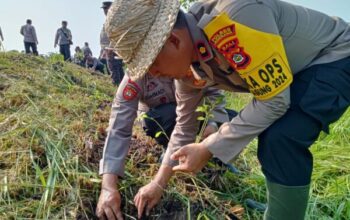 Aksi Polisi Jembrana Tanam Jagung Dan Cabai Untuk Meningkatkan Kemandirian