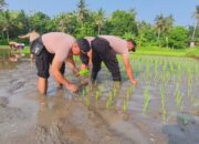 Aksi Polsek Gilimanuk Tanam Padi, Perkuat Ketahanan Pangan Di Tengah