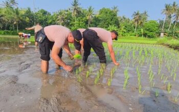 Aksi Polsek Gilimanuk Tanam Padi, Perkuat Ketahanan Pangan Di Tengah