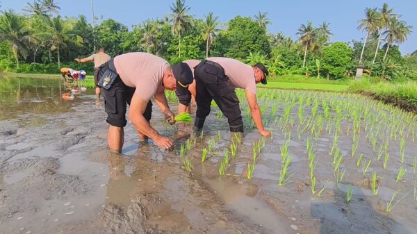 Aksi Polsek Gilimanuk Tanam Padi, Perkuat Ketahanan Pangan Di Tengah