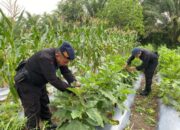 Brimob Kalteng Panen Terong dan Lombok, Wujud Nyata Dukungan untuk Asta Cita Presiden