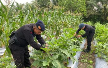 Brimob Kalteng Panen Terong Dan Lombok, Wujud Nyata Dukungan Untuk