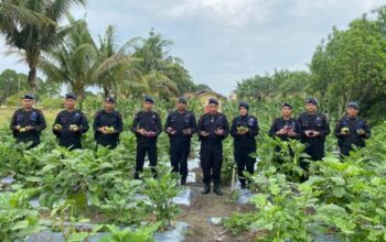 Dukung Asta Cita Presiden, Brimob Kalteng Panen Terong Dan Lombok