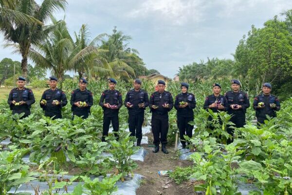 Dukung Asta Cita Presiden, Brimob Kalteng Panen Terong dan Lombok di Lahan Sendiri