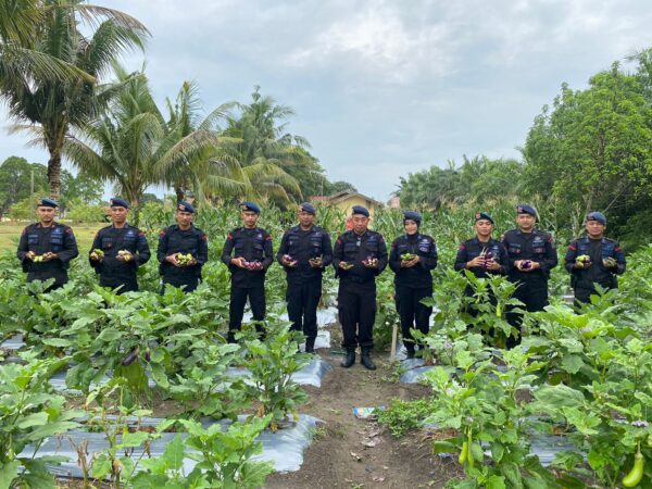 Dukung Asta Cita Presiden, Brimob Kalteng Panen Terong Dan Lombok