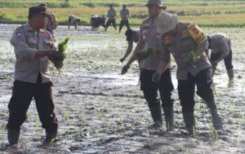 Dukung Ketahanan Pangan, Polres Jembrana Laksanakan Penanaman Padi 100 Hari