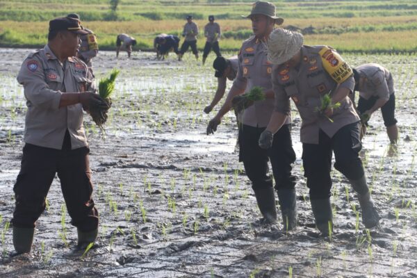 Dukung Ketahanan Pangan, Polres Jembrana Laksanakan Penanaman Padi 100 Hari