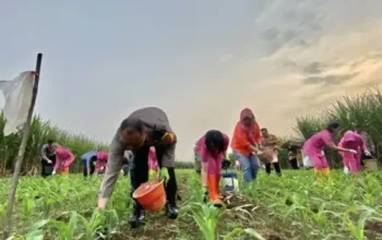 Gas Pol Sukseskan Ketahanan Pangan, Kapolresta Malang Kota Terlibat Langsung