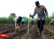 Giat Dukung Ketahanan Pangan, Polresta Malang Kota Gandeng Petani Tanam