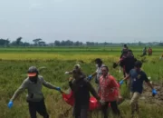 Heboh Penemuan Mayat Pria Tua Di Sawah Pluneng, Warga Klaten