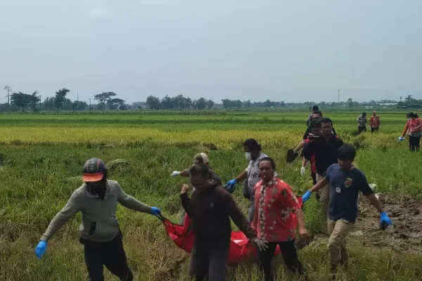 Heboh Penemuan Mayat Pria Tua Di Sawah Pluneng, Warga Klaten