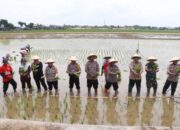 Inisiatif Ketahanan Pangan: Polres Sukoharjo Sediakan 20 Hektar Sawah