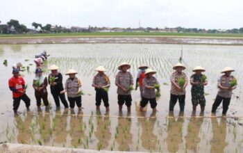 Inisiatif Ketahanan Pangan: Polres Sukoharjo Sediakan 20 Hektar Sawah