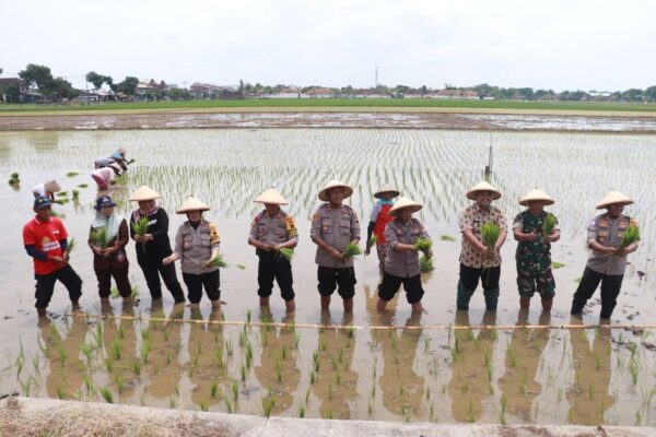 Inisiatif Ketahanan Pangan: Polres Sukoharjo Sediakan 20 Hektar Sawah