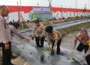 Inisiatif Polres Sukoharjo Untuk Ketahanan Pangan, Budidaya Sayuran Dan Ikan