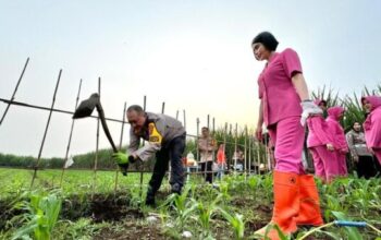 Kapolresta Malang Kota Ikut Tanam Jagung, Dukung Penuh Program Asta