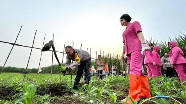 Kapolresta Malang Kota Ikut Tanam Jagung, Dukung Penuh Program Asta