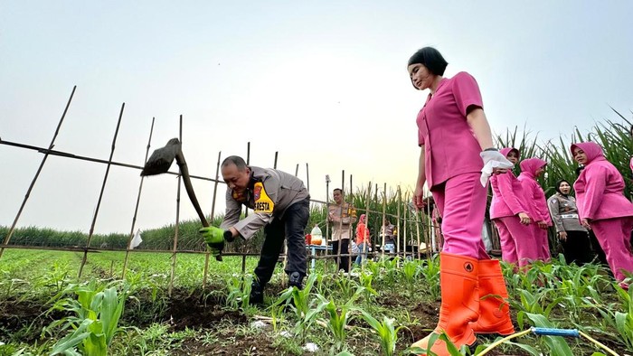 Kapolresta Malang Kota Tanam Jagung Untuk Dukung Program Asta Cita