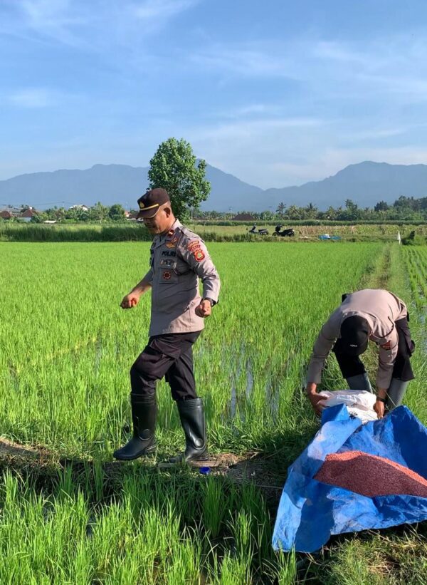 Ketahanan Pangan Jadi Fokus, Polsek Kota Jembrana Lakukan Pemupukan Padi