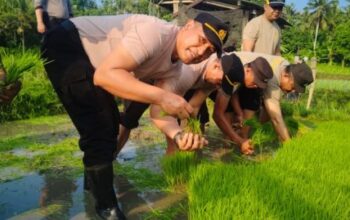 Ketahanan Pangan Nasional, Polsek Gilimanuk Terjun Tanam Padi Bersama Warga