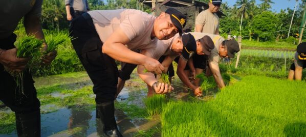 Ketahanan Pangan Nasional, Polsek Gilimanuk Terjun Tanam Padi Bersama Warga