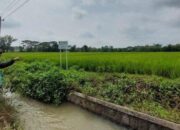 Padi Roboh Dan Motor Dicuri Di Sawah, Petani Sragen Diterpa