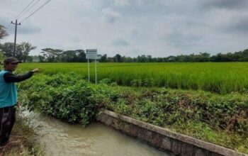 Padi Roboh Dan Motor Dicuri Di Sawah, Petani Sragen Diterpa