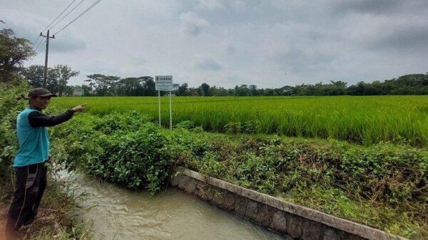 Padi Roboh Dan Motor Dicuri Di Sawah, Petani Sragen Diterpa