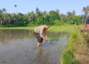 Penanaman Padi Oleh Polsek Gilimanuk, Upaya Perkuat Ketahanan Pangan