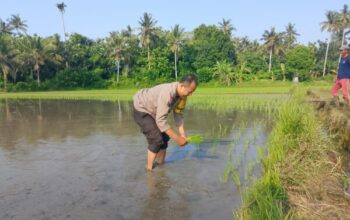 Penanaman Padi Oleh Polsek Gilimanuk, Upaya Perkuat Ketahanan Pangan