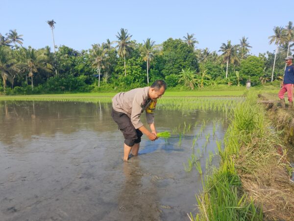 Penanaman Padi Oleh Polsek Gilimanuk, Upaya Perkuat Ketahanan Pangan